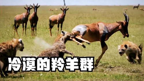 羊了羊娱乐吃瓜,揭秘娱乐圈吃瓜背后的真相